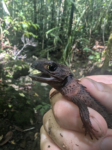 Tribolonotus observed 2026-07-29