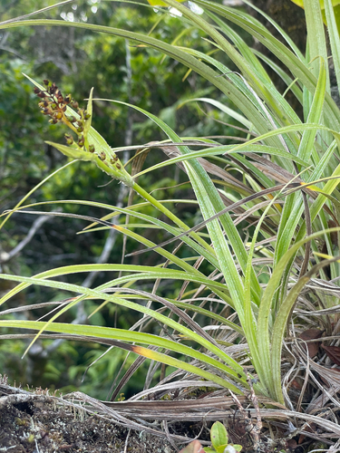Astelia argyrocoma observed 2026-08-26