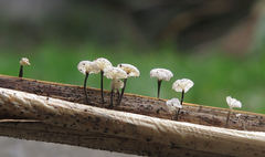 Marasmiellus bonii