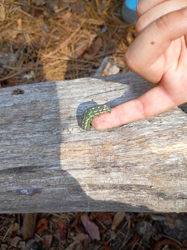 iNaturalist observation photo of Sequoia Sphinx