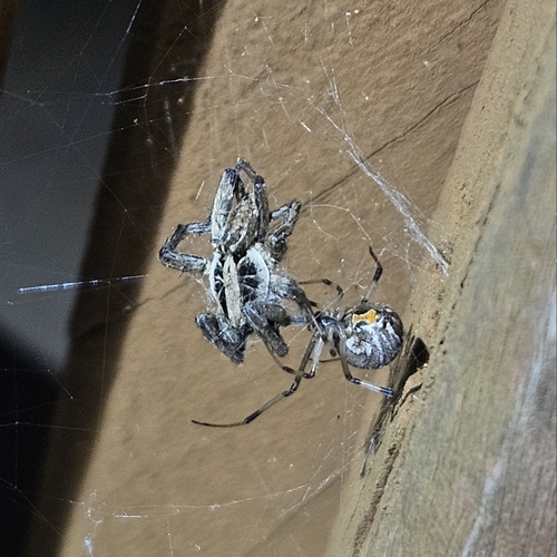 Brown widow