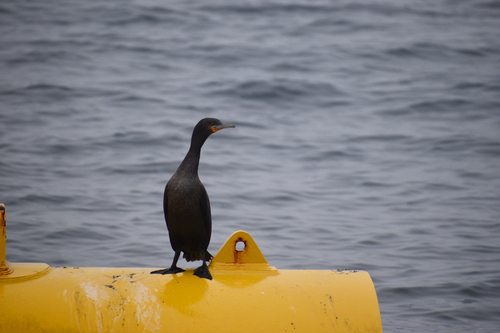 iNaturalist image