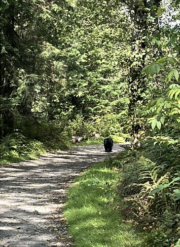 Black Bear sighting near Cedar Mill Tr