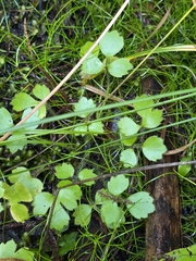 Ranunculus reflexus, photograph author not stated, no rights reserved