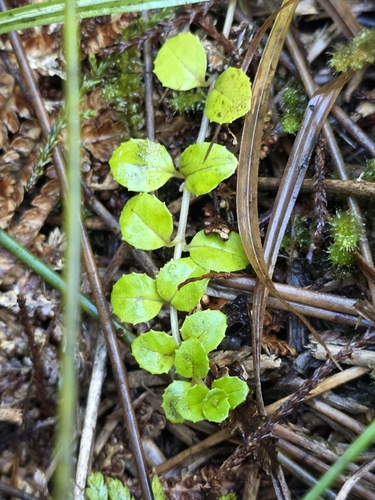 Epilobium pedunculare, photograph 6