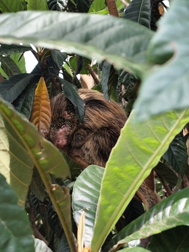 Orange-spined Hairy Dwarf Porcupine