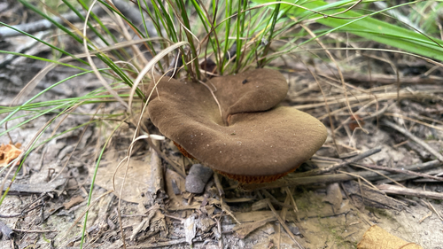 ash-tree bolete
