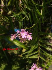 Epidendrum macdougallii