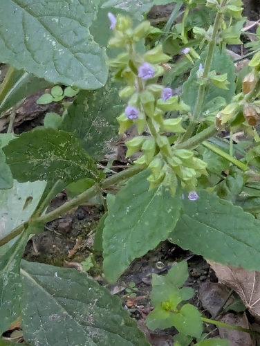 Salvia plebeia observed 2026-08-29