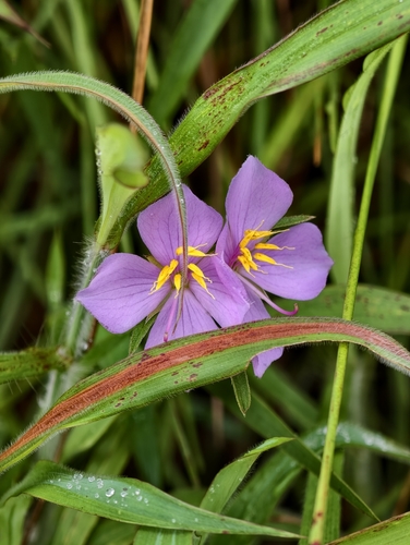 Osbeckia chinensis observed 2026-08-30