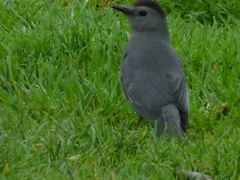 Dumetella carolinensis