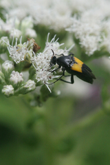 Macrosiagon dimidiata