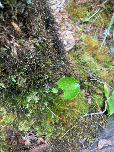 Viola kauaensis observed 2026-08-26