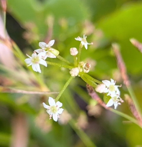 Hydrocotyle umbellata