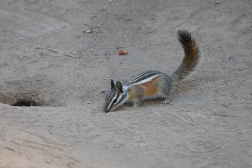 Lodgepole Chipmunk observed by floofybirb29