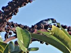 Notopholia corusca corusca