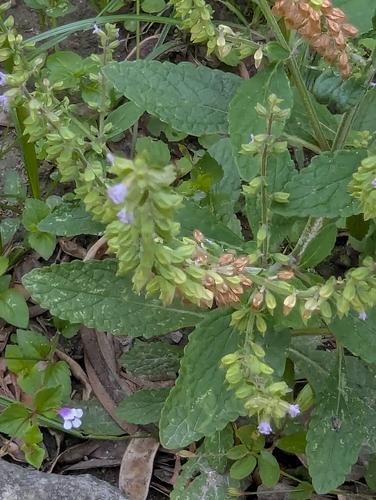 Salvia plebeia observed 2026-08-29
