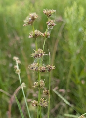 Whorl nutrush (Scleria verticillata)