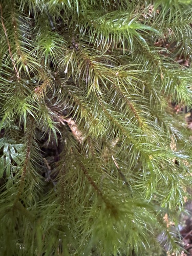 Cryptopodium bartramioides observed 2026-08-30