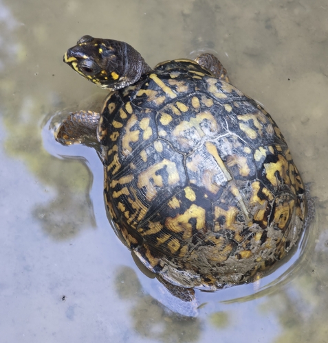 Eastern Box Turtle