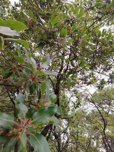 Arbutus tessellata, photograph 1