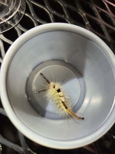 White-marked Tussock Moth