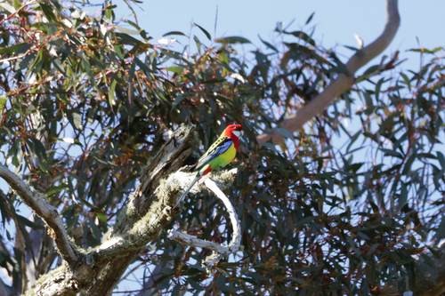 Eastern Rosella
