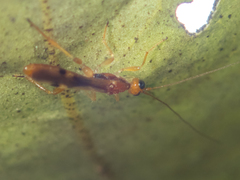Macrocentrinae
