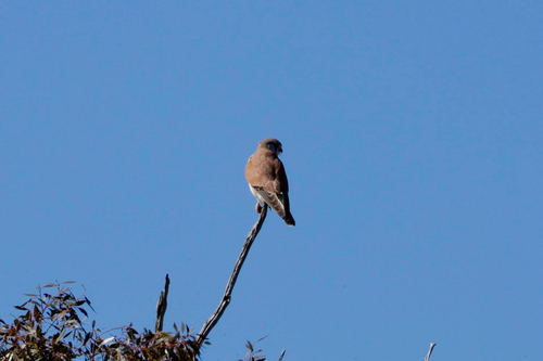 Nankeen Kestrel