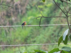 Brachygalba lugubris