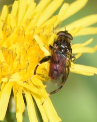 Chalcosyrphus libo