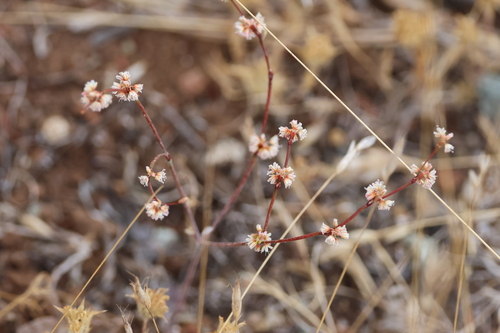 Eriogonum luteolum, photograph 6