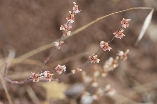 Eriogonum luteolum, photograph 4