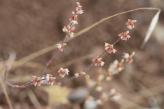 Eriogonum luteolum, photograph (c) er-birds, some rights reserved (CC BY)