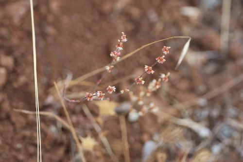 Eriogonum luteolum, photograph 5