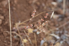 Eriogonum luteolum, photograph (c) er-birds, some rights reserved (CC BY)