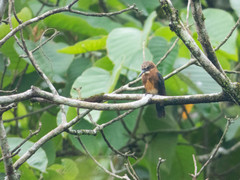 Brachygalba lugubris