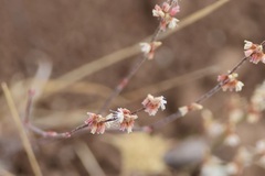 Eriogonum luteolum, photograph (c) er-birds, some rights reserved (CC BY)