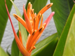 Heliconia psittacorum
