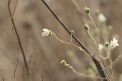 Hemizonia congesta, photograph (c) er-birds, some rights reserved (CC BY)