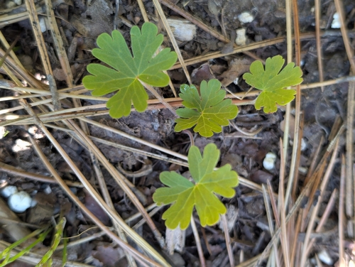 geraniums and cranesbills