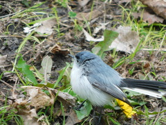 Polioptila caerulea