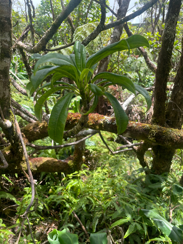 Clermontia fauriei observed 2026-08-26