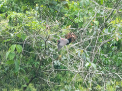 Patagioenas speciosa