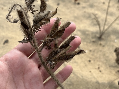 Lupinus hirsutissimus, 2026-08-29