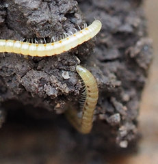 Blaniulus guttulatus