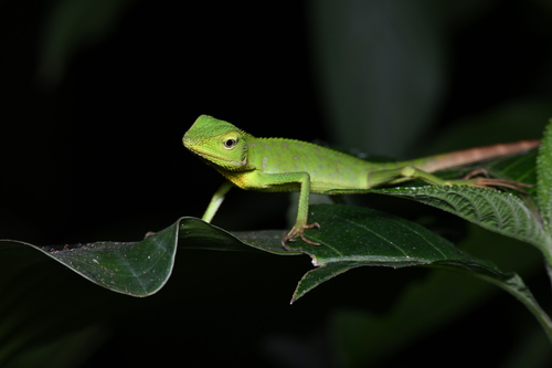 Bronchocela cristatella observed 2026-08-29
