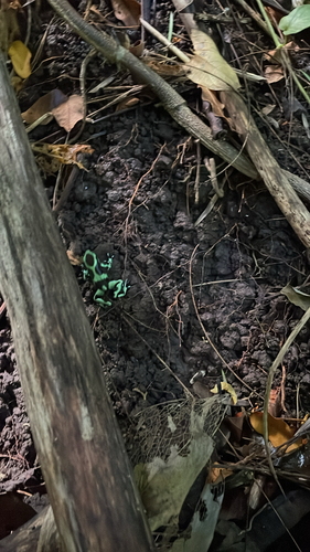 Dendrobates auratus observed 2026-08-29