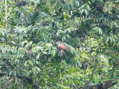 Patagioenas speciosa