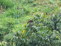 Patagioenas speciosa